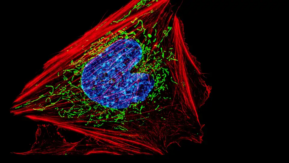 Fluorescence microscopy of a single cell, with its actin cytoskeleton in red, mitochondria in green and nucleus in blue.