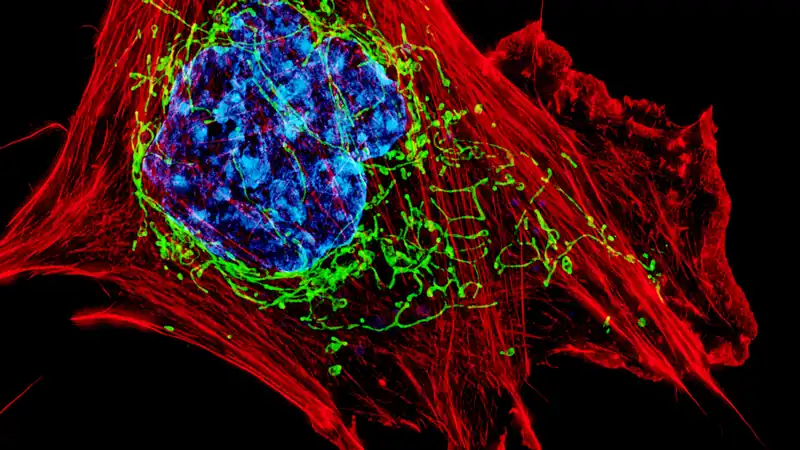 Close-up fluorescence microscopy of a cell showing detailed internal structure in red, green and blue.