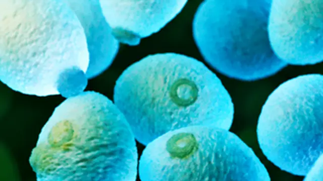 Brewer's yeast cells, Saccharomyces cerevisiae, glowing under the microscope