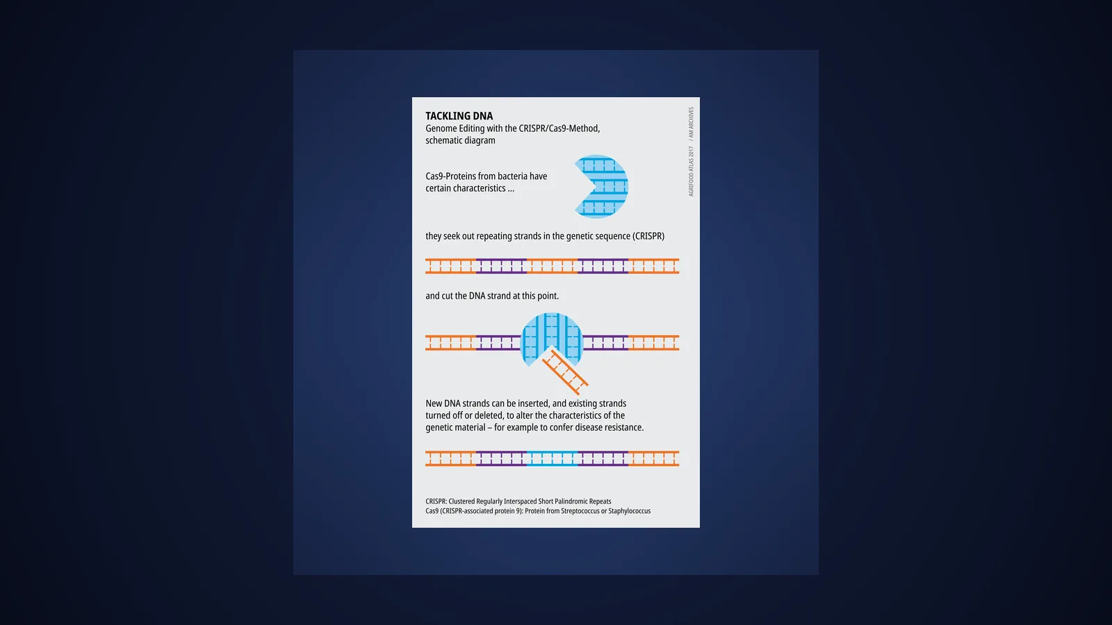 Schematic diagram showing how CRISPR-Cas9 proteins seek out repeating DNA strands and cut them