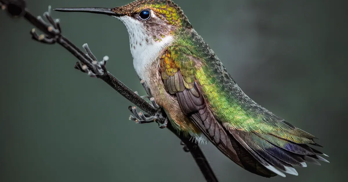 A hummingbird perched on a branch — colibri means hummingbird: tiny engine, immense model