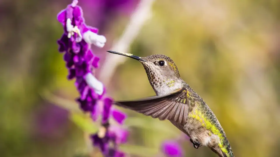 A hummingbird feeding at a flower, wings a blur — only the experts the router asks for leave the disk