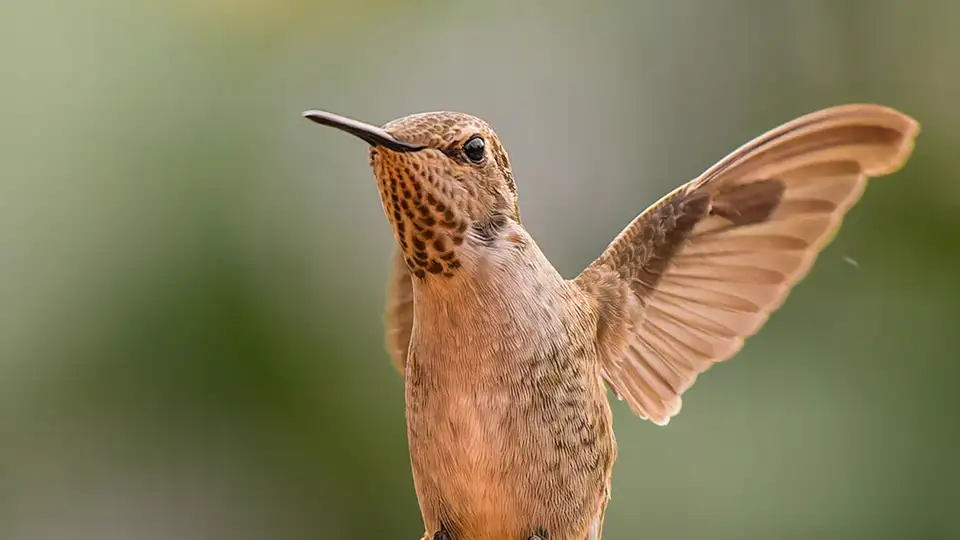 A hummingbird hovering in mid-air — on the Brain page, one cell per expert flashes as the router fires