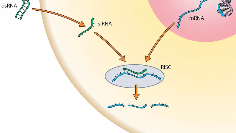 Diagram illustrating RNA splicing decisions: which splice sites are used, how junctions connect, and which transcript isoforms result.