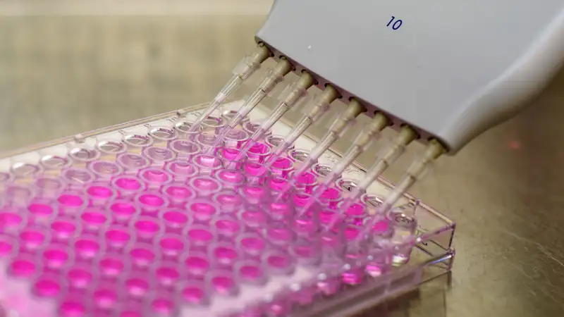 A 96-well plate used in high-content cellular screening