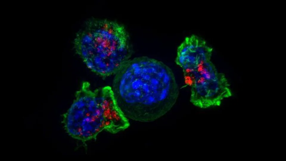 T cells under the microscope